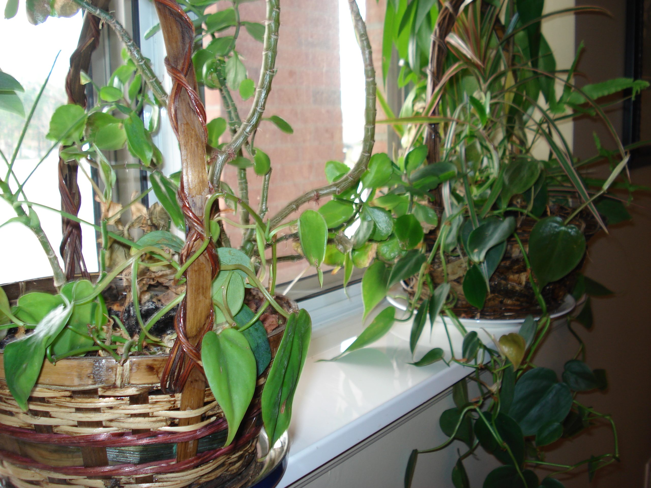 Window Sills